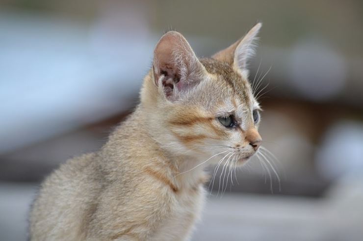 Divieto di vendita di cani e gatti: la novità a tutela degli animali