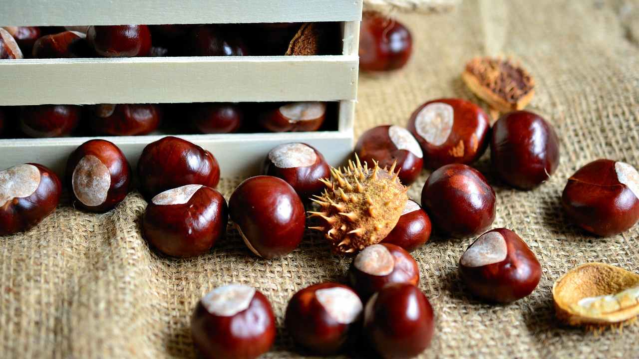 castagne