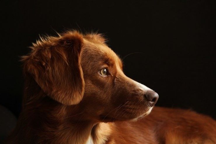 Occhi rossi del vostro cane, potrebbe essere un campanello d'allarme da non sottovalutare mai