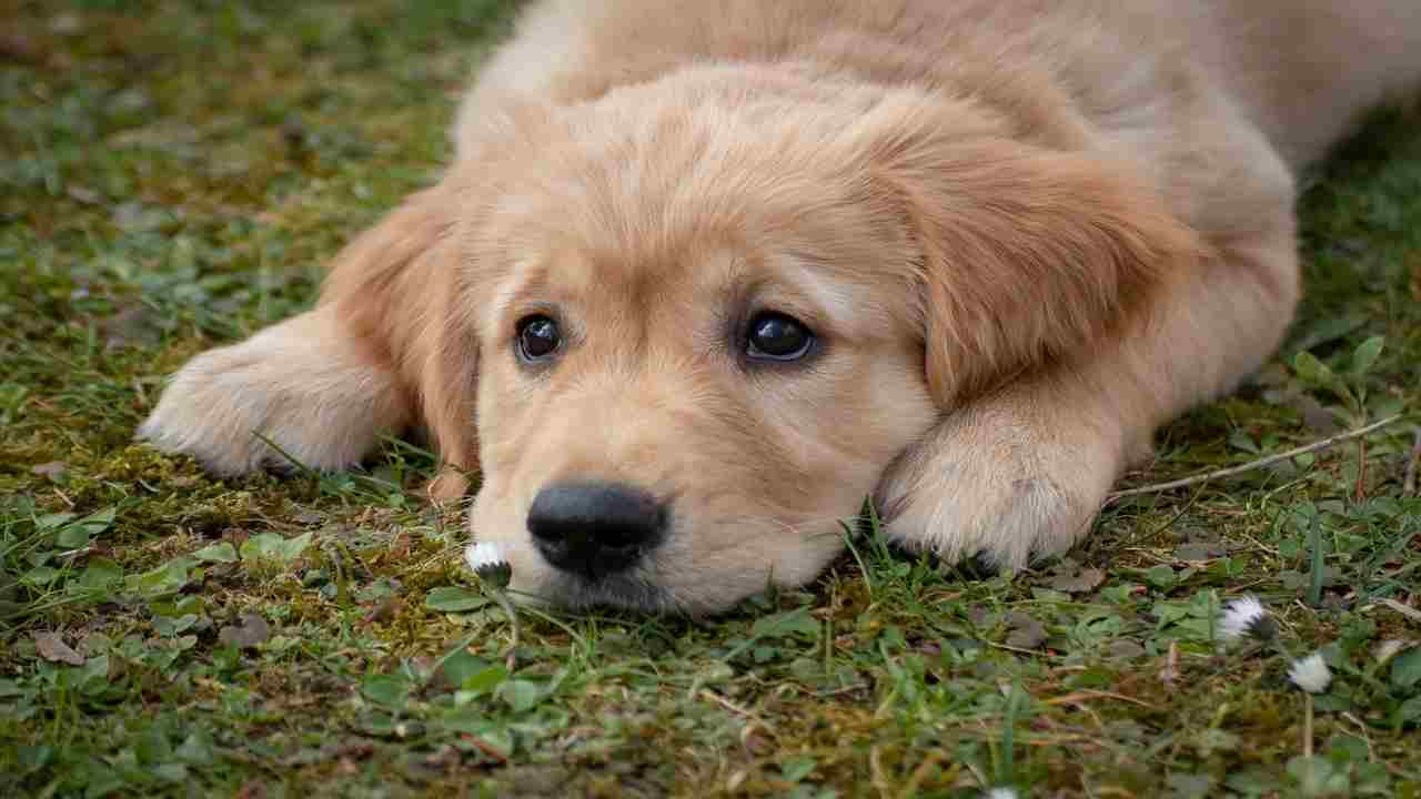 Occhi rossi del vostro cane, potrebbe essere un campanello d'allarme da non sottovalutare mai