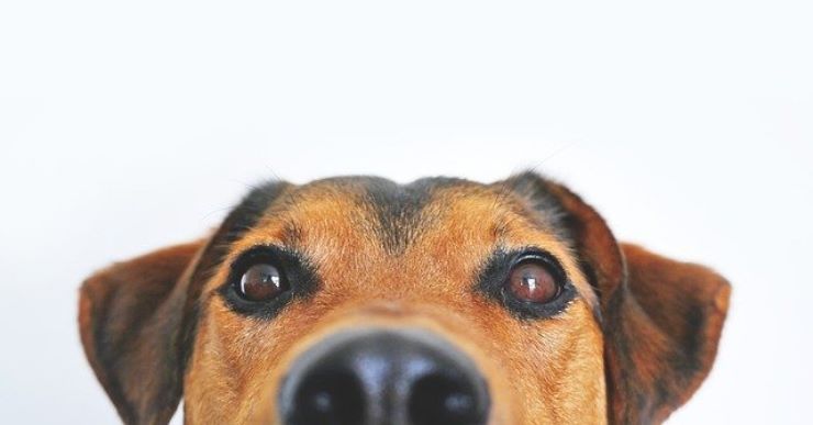Occhi rossi del vostro cane, potrebbe essere un campanello d'allarme da non sottovalutare mai