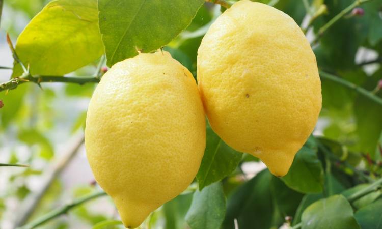 limone