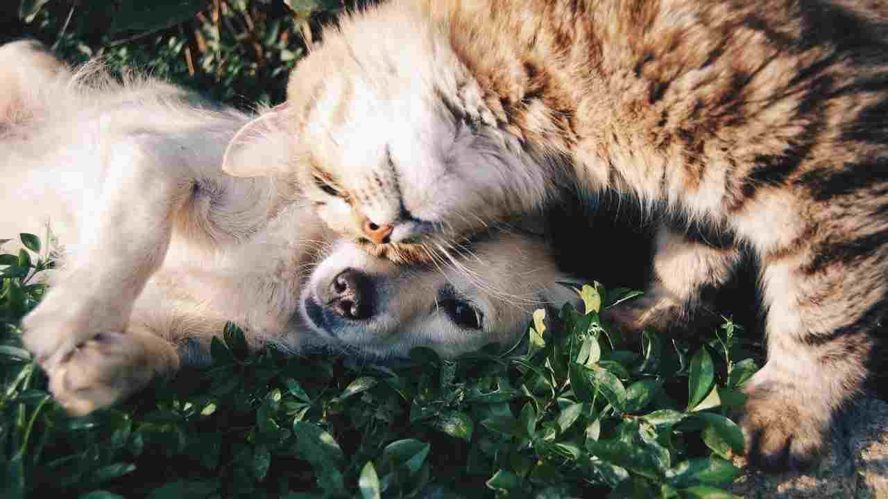 Divieto di vendita di cani e gatti: la novità a tutela degli animali