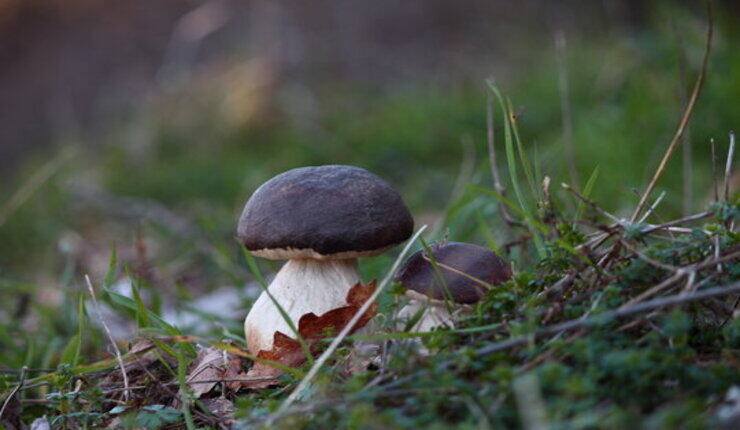 Funghi velenosi