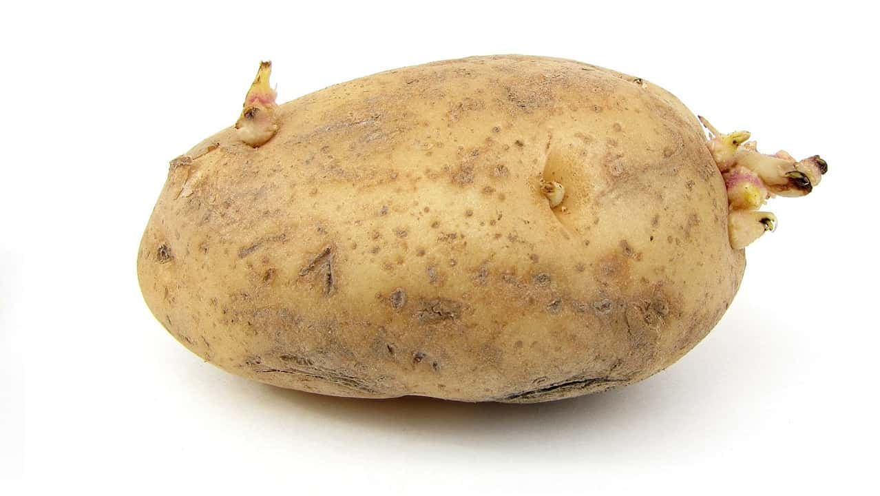 patate germogliano