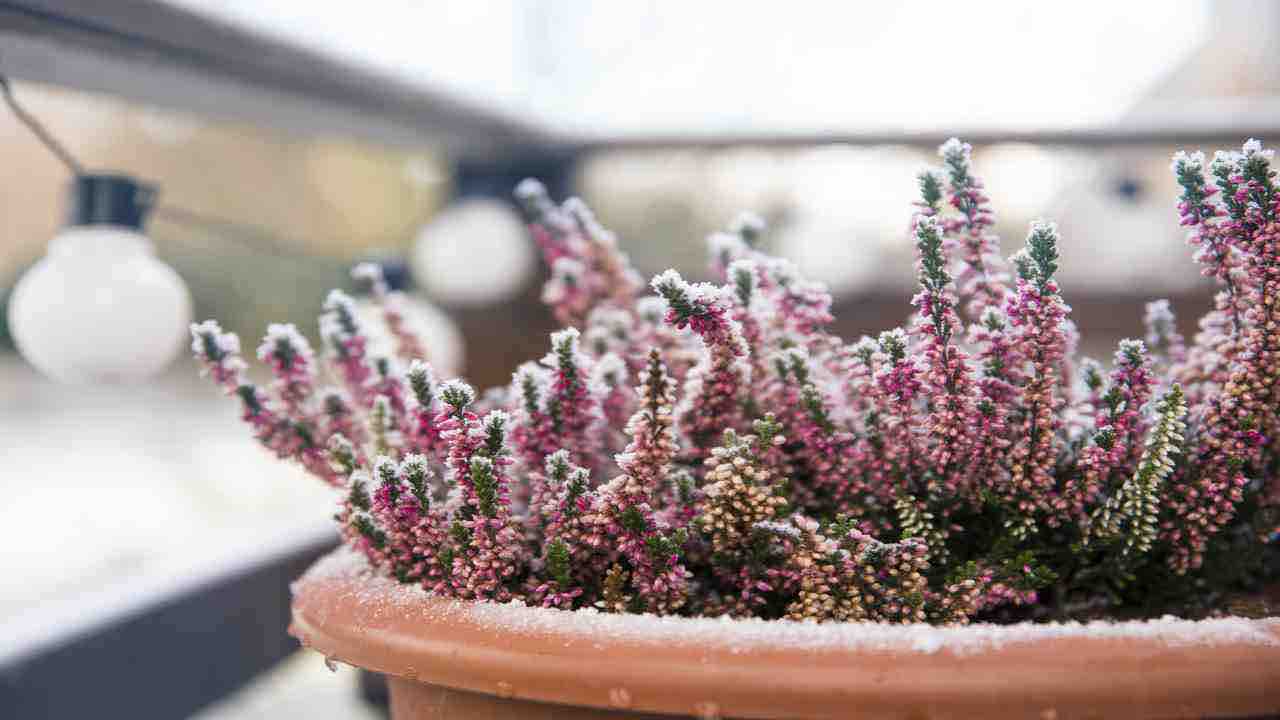 piante balcone inverno