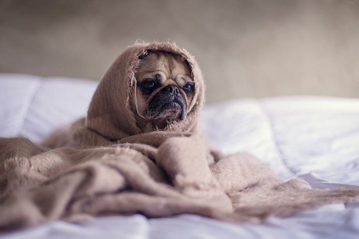 Come capire se il cane ha la febbre? Ecco come misurarla