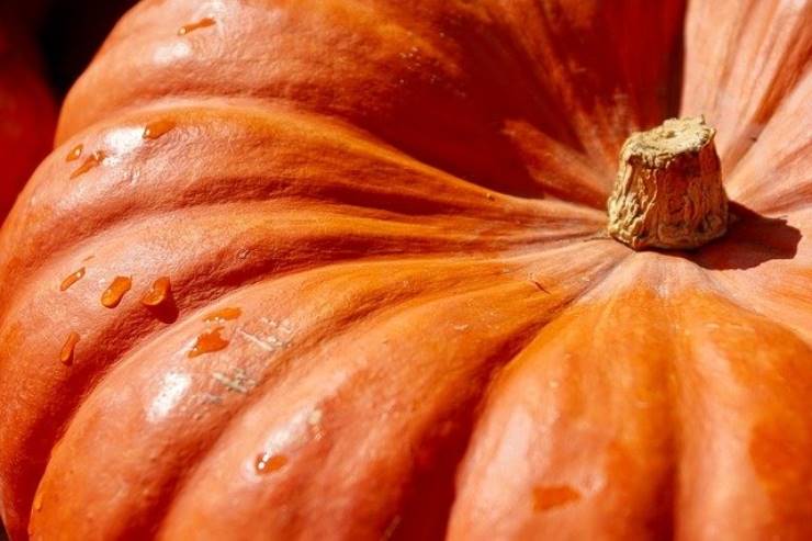 La zucca non solo si mangia e si decora, ecco i suoi diversi usi interessanti