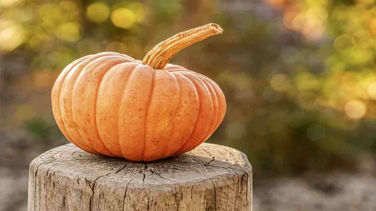 La zucca non solo si mangia e si decora, ecco i suoi diversi usi interessanti