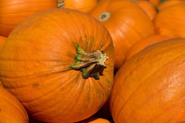 La zucca non solo si mangia e si decora, ecco i suoi diversi usi interessanti