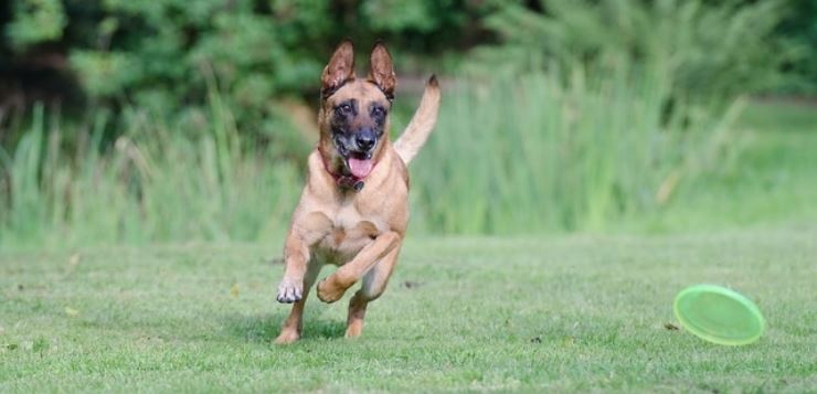 Il tuo cane è iperattivo? Potrebbe avere questo disturbo