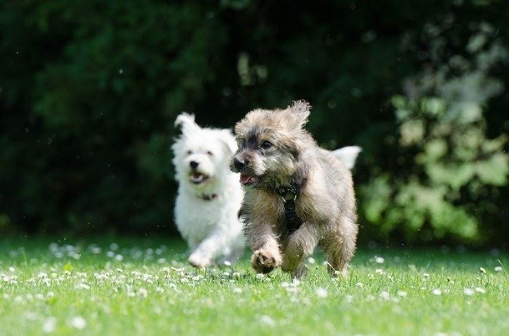 Il tuo cane è iperattivo? Potrebbe avere questo disturbo