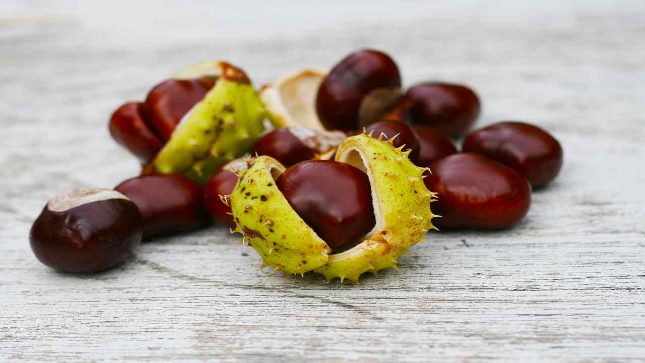 Si possono mangiare le castagne selvatiche?