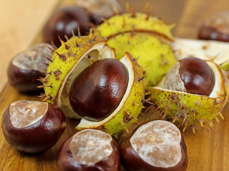 Si possono mangiare le castagne selvatiche?