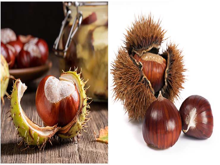 Si possono mangiare le castagne selvatiche?