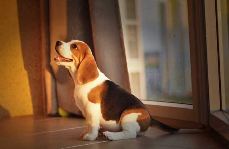 Il vostro cane da solo in casa fa i dispetti? Ecco perché