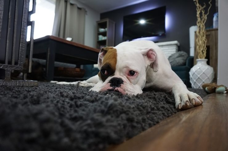 Il vostro cane da solo in casa fa i dispetti? Ecco perché