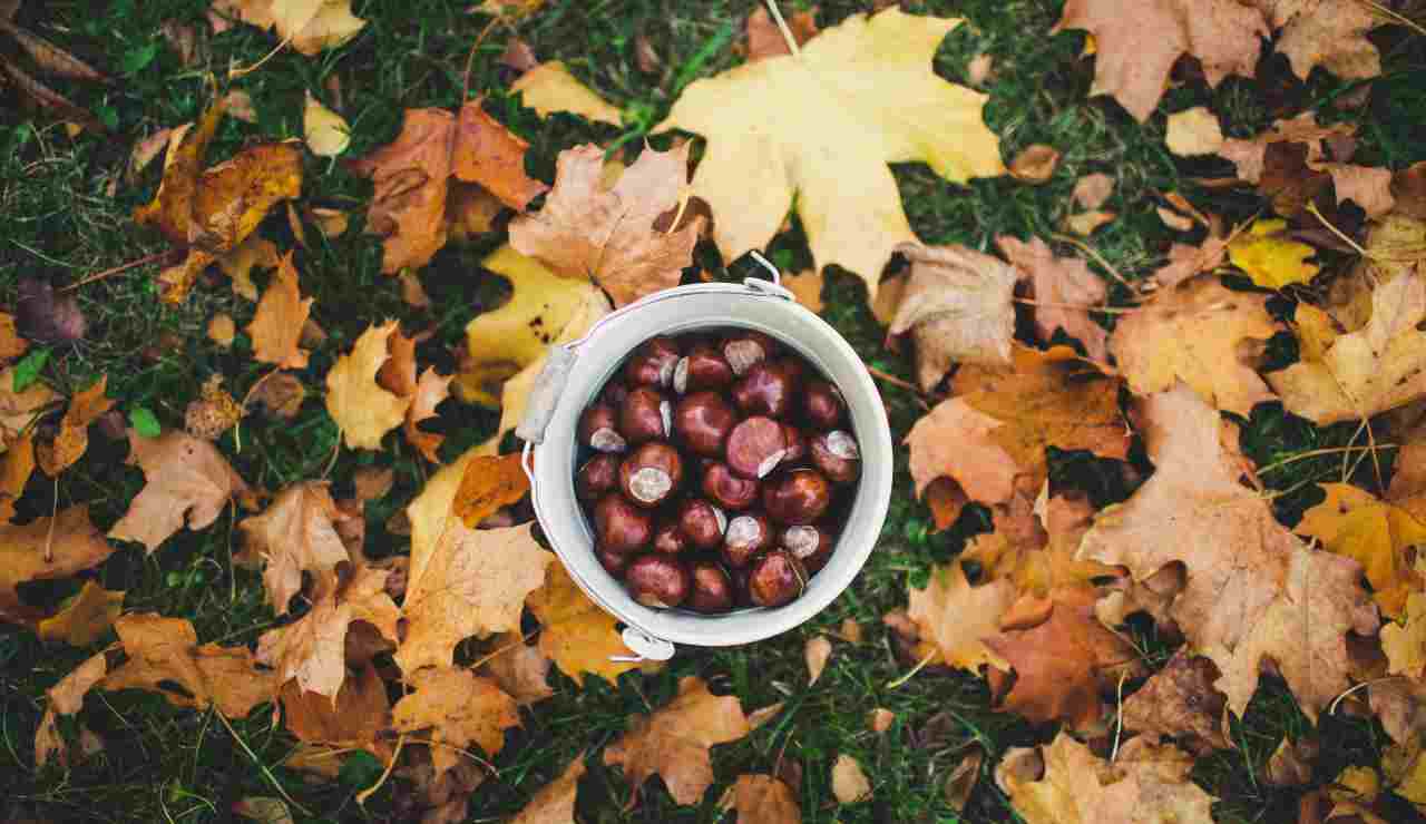 castagne ricette