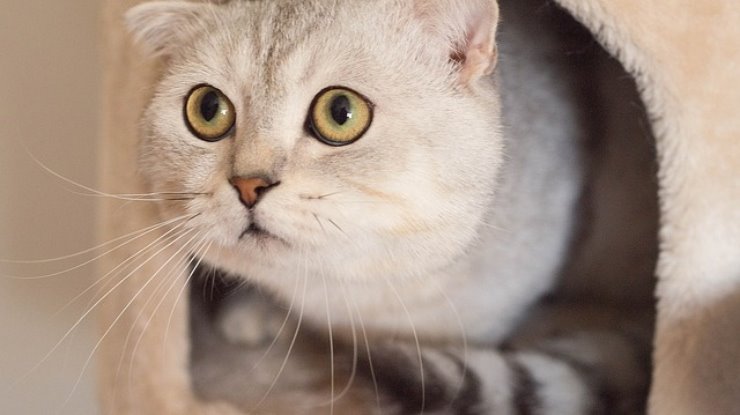 Il tuo gatto bagna la sua coda nella ciotola dell’acqua? Ecco spiegato il motivo