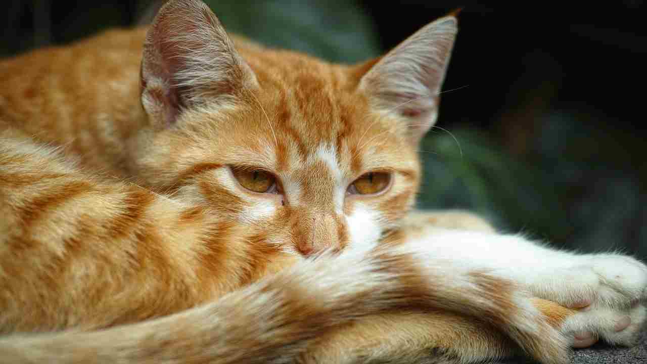 Il tuo gatto bagna la sua coda nella ciotola dell’acqua? Ecco spiegato il motivo