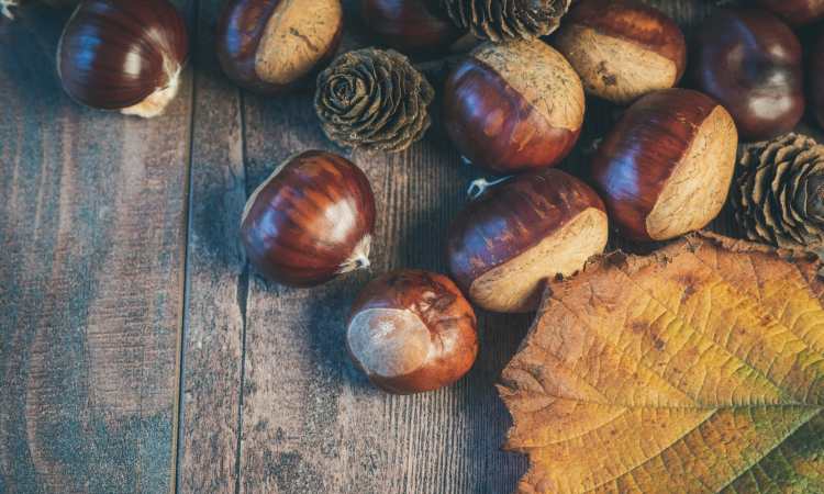 castagne e marroni