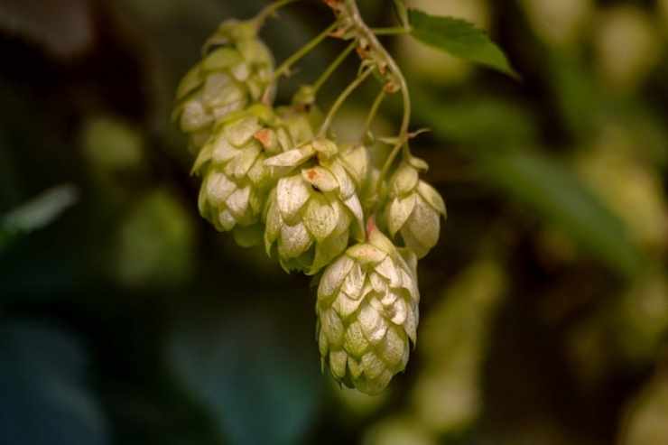 Vuoi dormire bene ecco tre tisane portentose