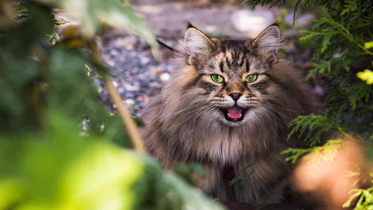 Gatto più bello del mondo