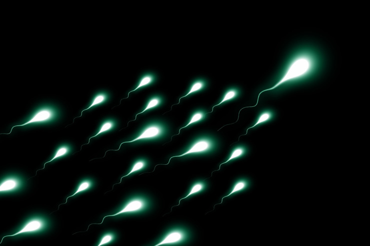 spermatozoi belli