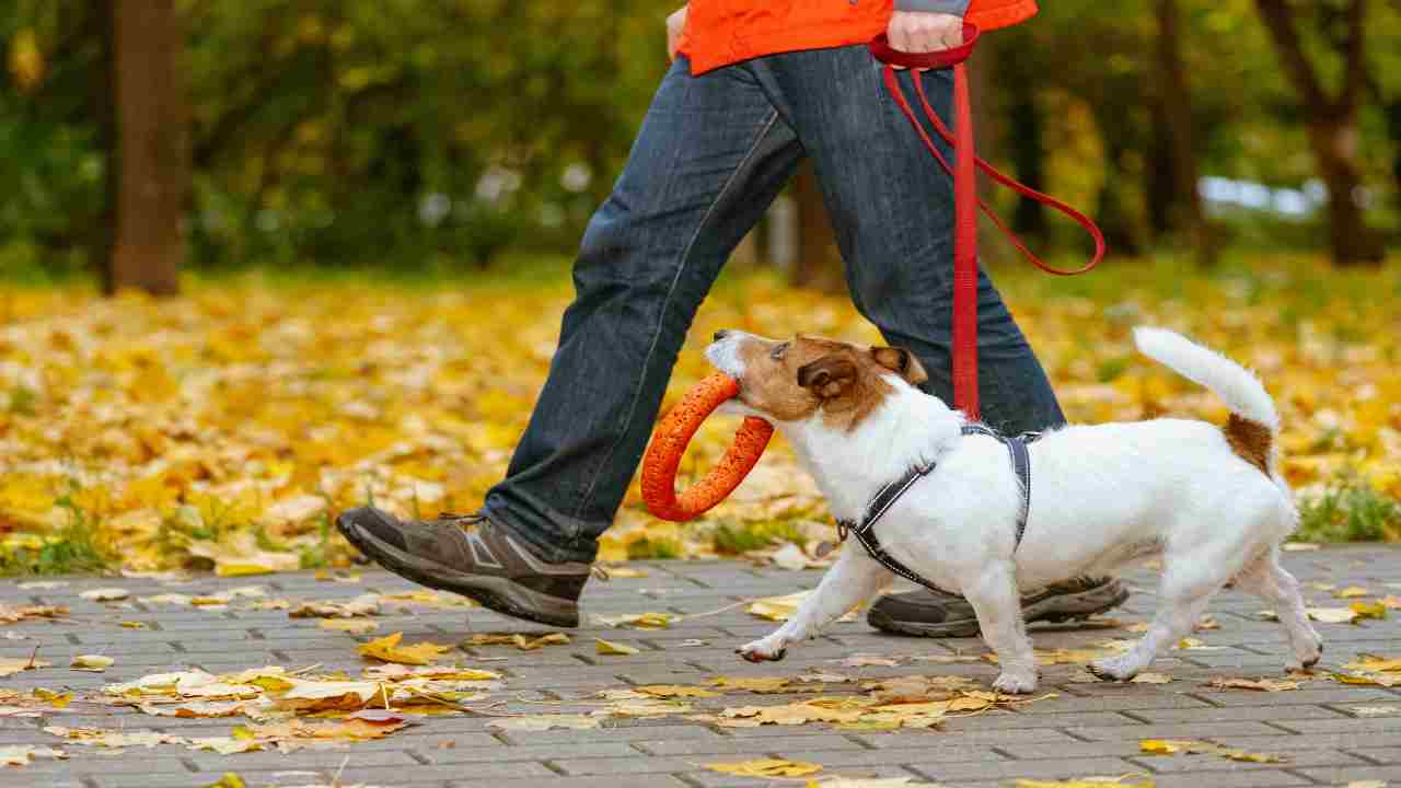 I cani capiscono tutto, gli manca solo la parola, ecco cosa dimostrano gli studi