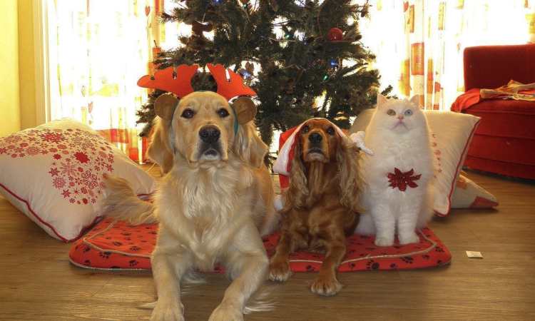 Stelle Natale cani gatti