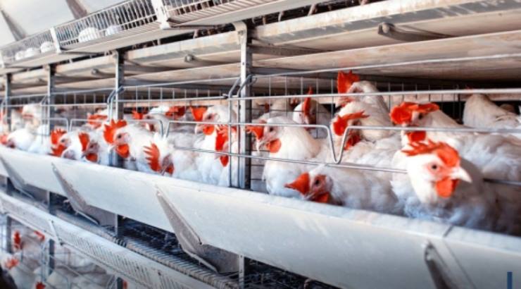 Influenza aviaria: i focolai in atto e i rischi per l'uomo