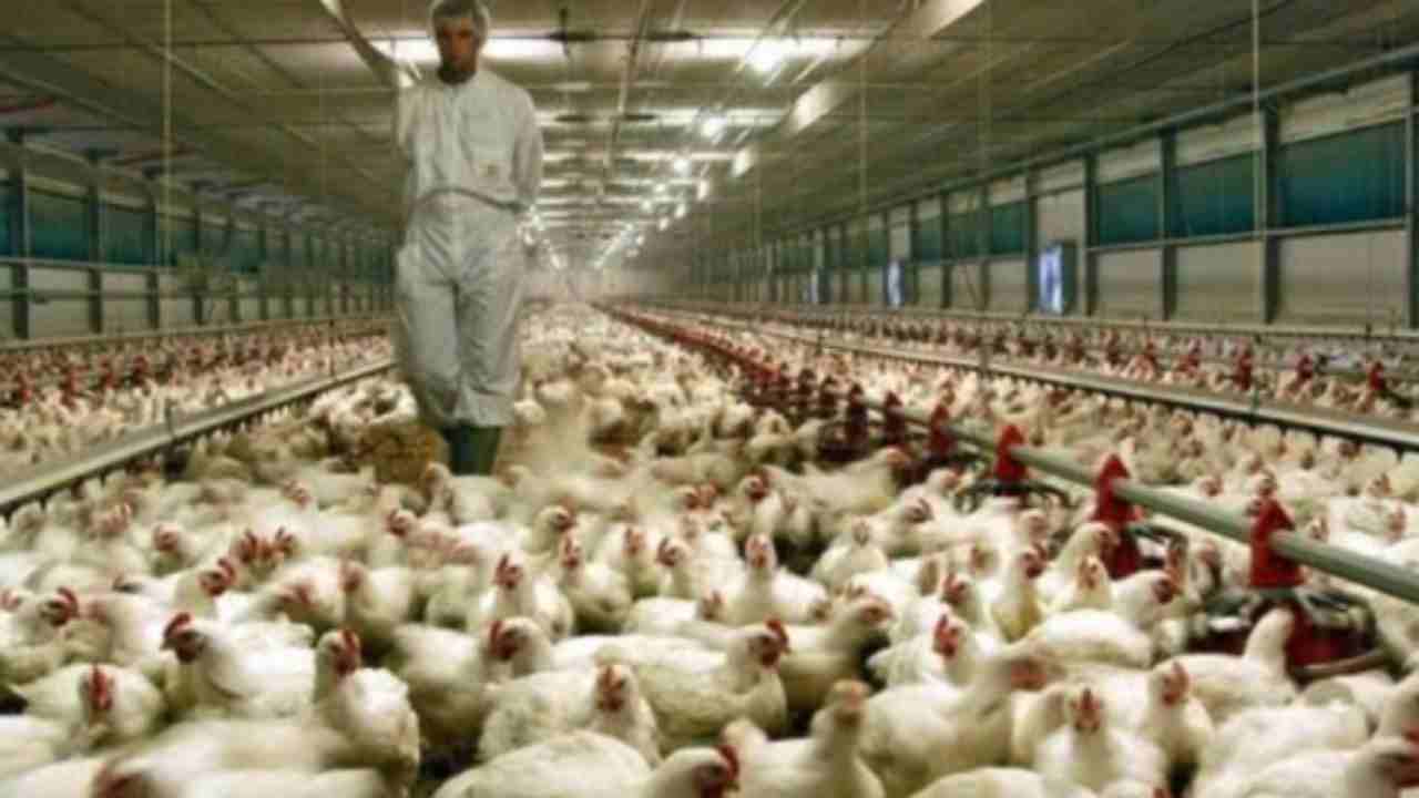 Influenza aviaria: i focolai in atto e i rischi per l'uomo