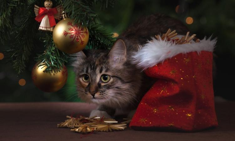 Stelle Natale cani gatti