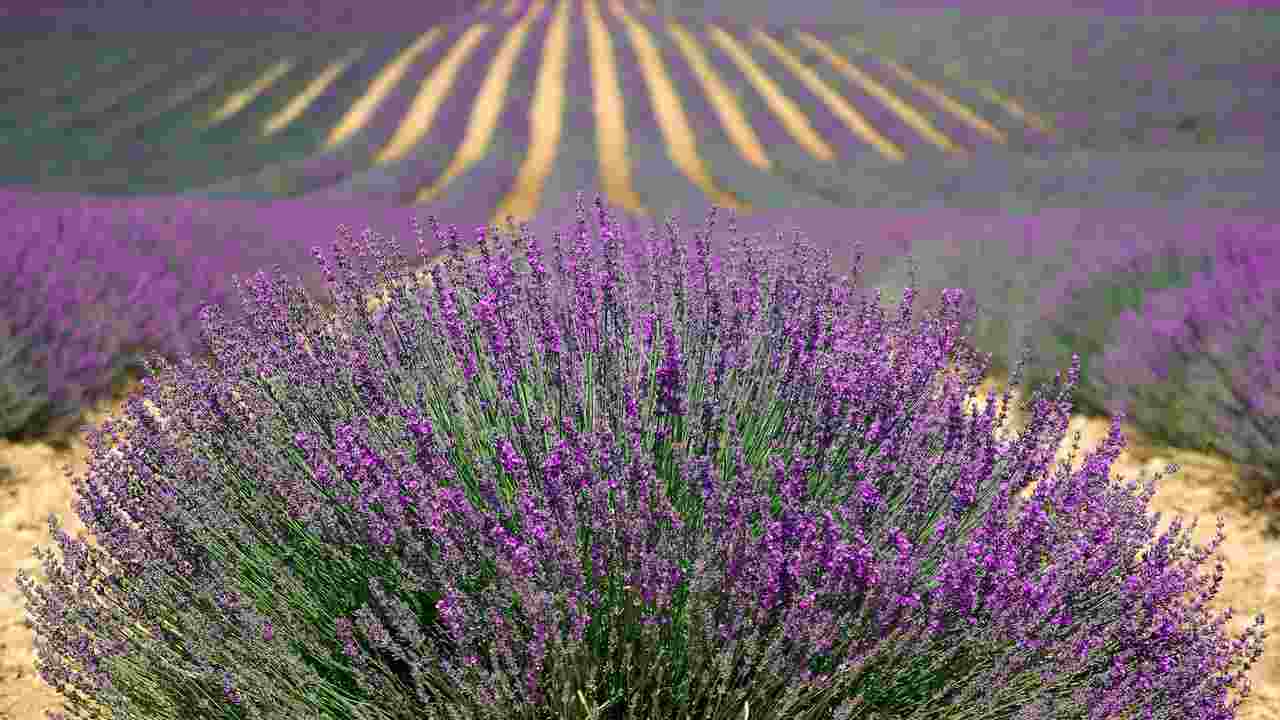 lavanda