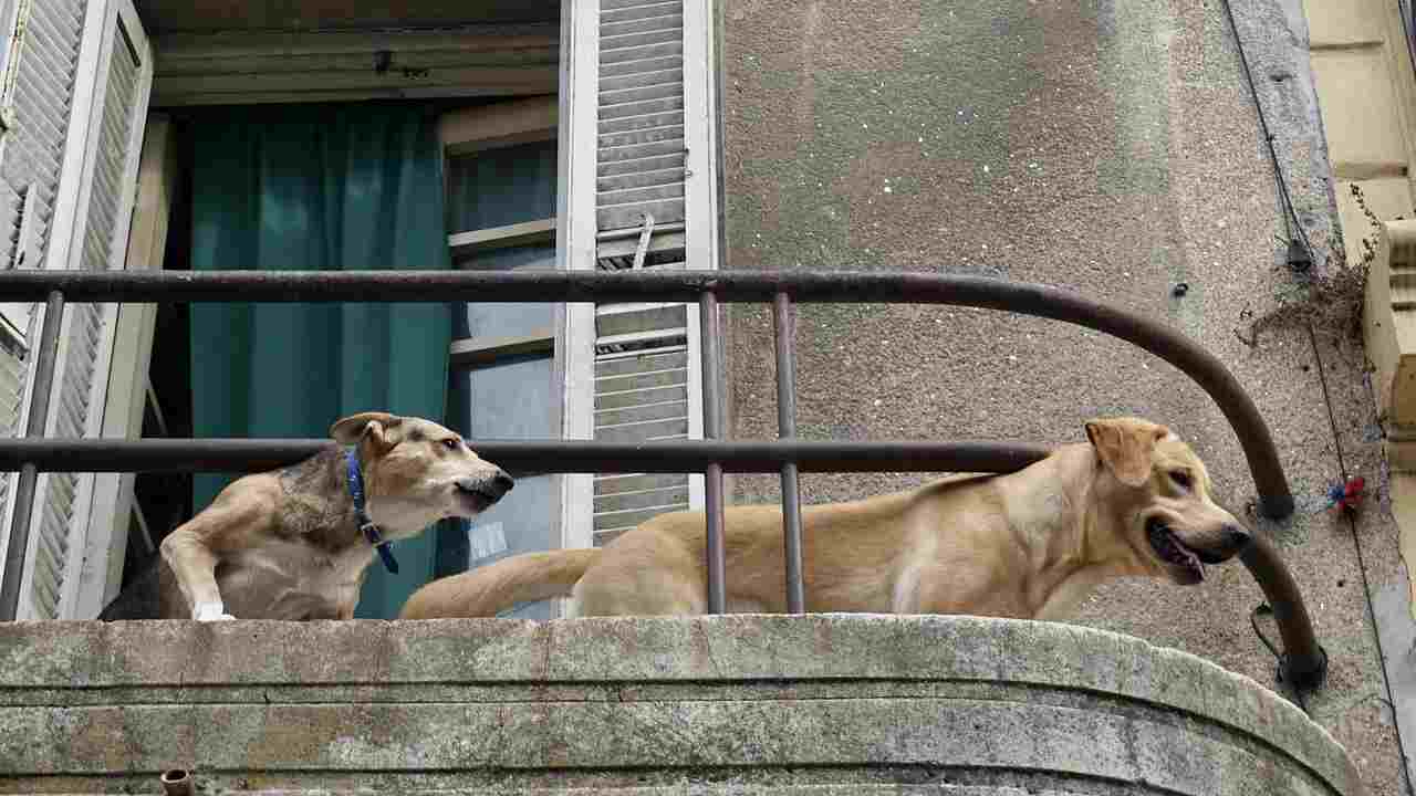 Il tuo cane abbaia in orari non permessi? È disturbo della quiete pubblica, ecco a cosa incorri! 20211227 Nonsapeviche.com