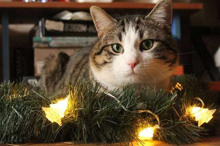 Come fare un albero di Natale a prova di gatto, ecco qualche idea utile