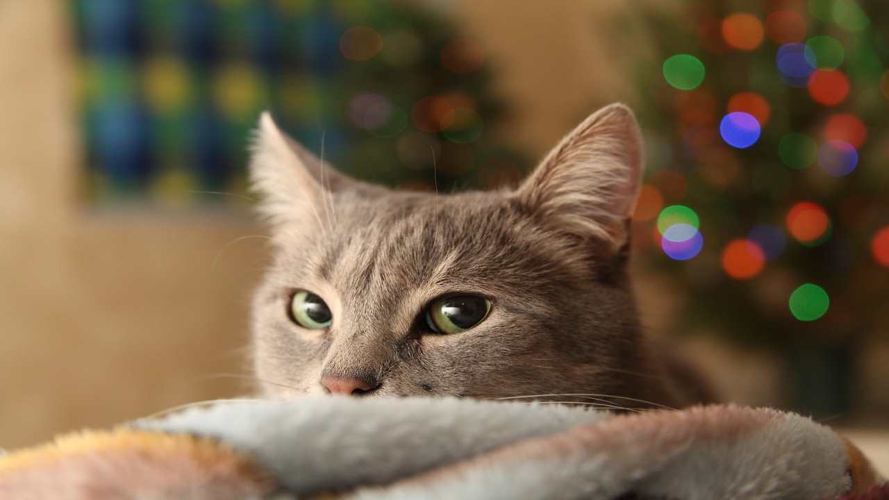 Come fare un albero di Natale a prova di gatto, ecco qualche idea utile