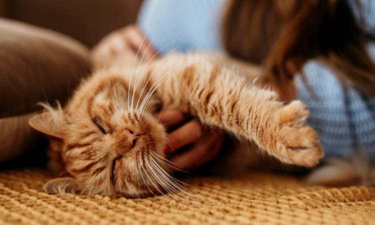 il tuo gatto non fa i bisogni nella lettiera