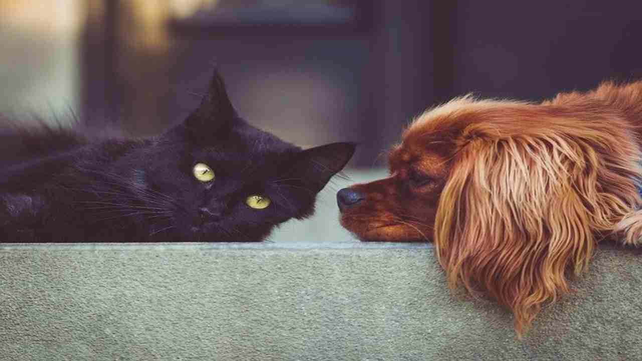 Il vostro cane o gatto possono portarvi delle infezioni in casa, ecco quali e come prevenirle