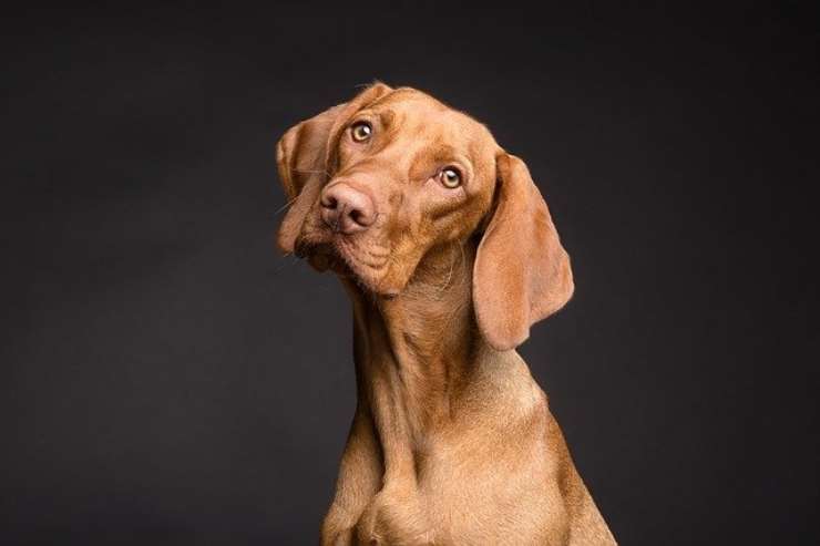 I cani capiscono tutto, gli manca solo la parola, ecco cosa dimostrano gli studi