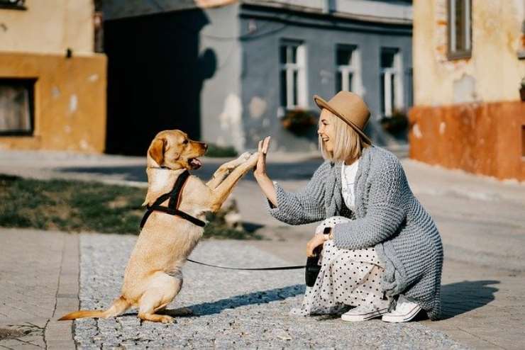 I cani capiscono tutto, gli manca solo la parola, ecco cosa dimostrano gli studi