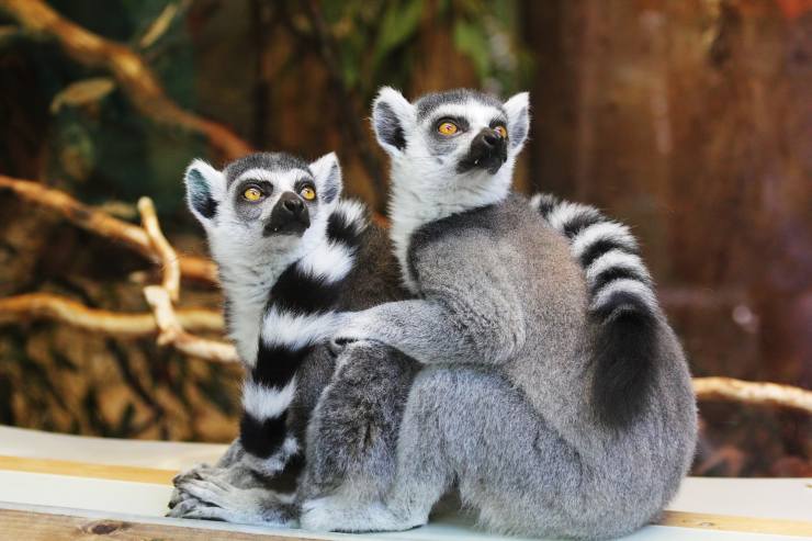 Lemuri con la coda