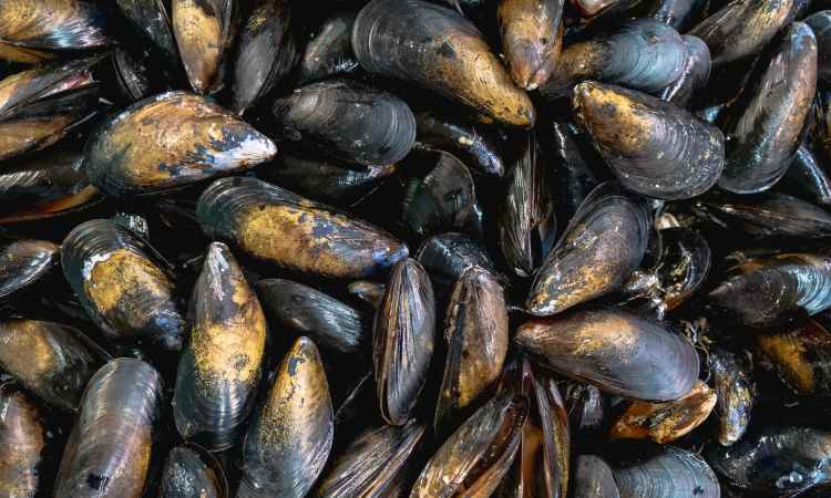 cozze