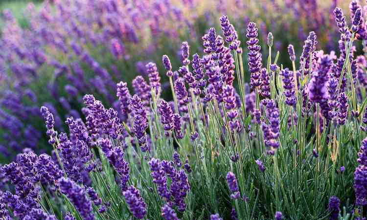 lavanda