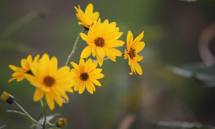 arnica