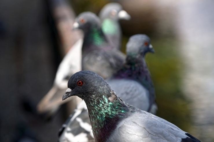 Per eliminare la cacca di piccione velocemente, dovete fare questo