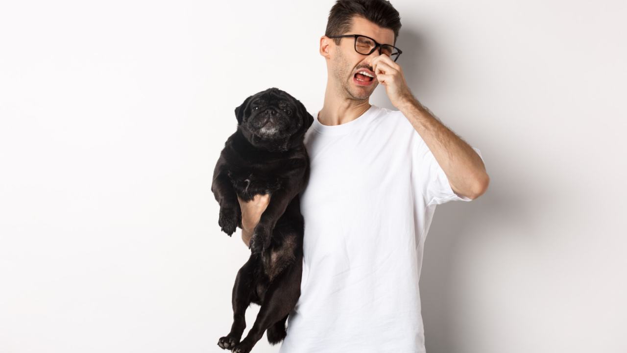 Hai un cane e la tua casa odora troppo di lui? Ecco come togliere il suo odore! 2022-1-14 Nonsapeviche.com