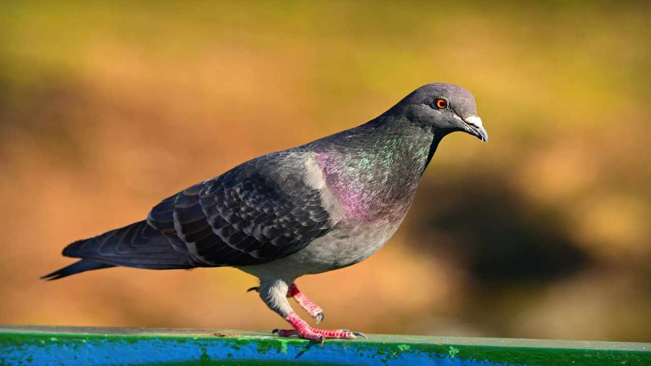 Per eliminare la cacca di piccione velocemente, dovete fare questo