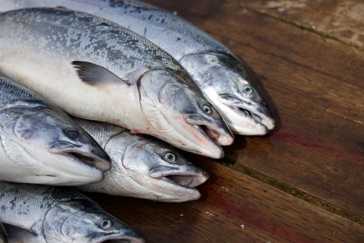 capire salmone fresco