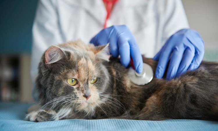 il tuo gatto non fa i bisogni nella lettiera